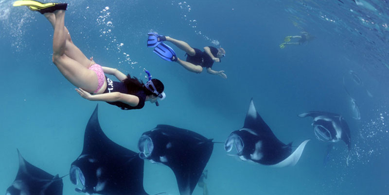 The Manta Rays Tour